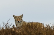 A Coyote - in Alberta