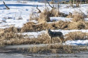 A Coyote - Kenora, Ontario