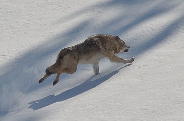 Typical Grey Wolf colour.